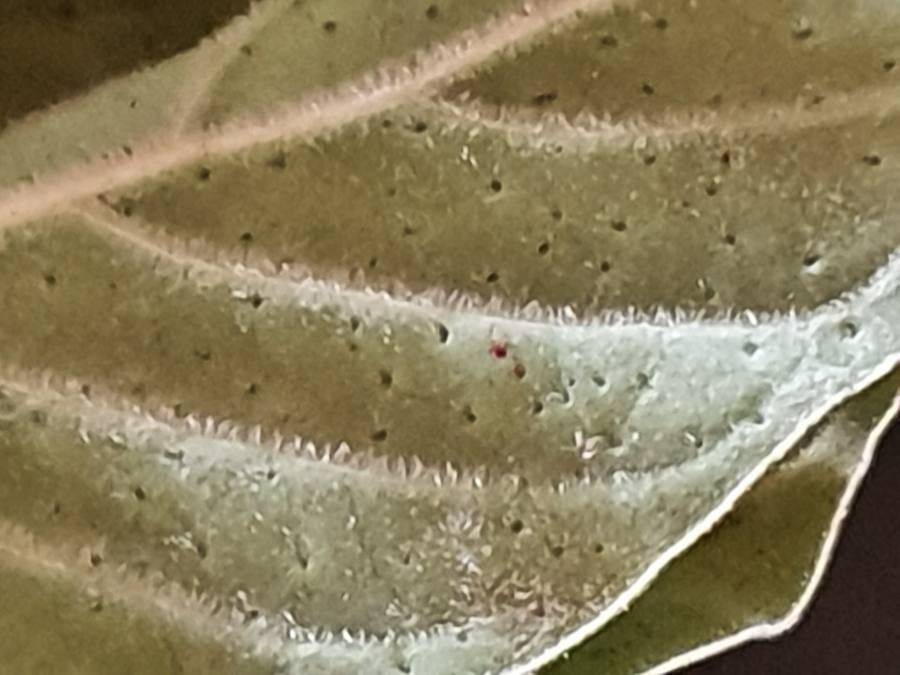 Psychotria kirkii leaf