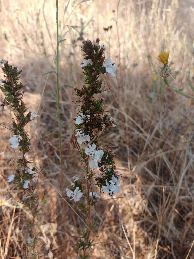 Calycadenia multiglandulosa — related species from the same genus