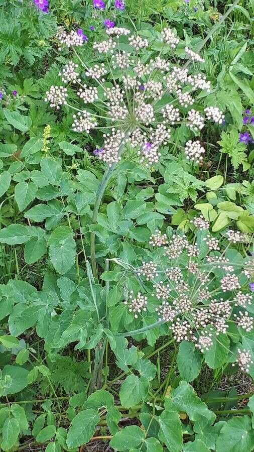 Laserpitium latifolium flower