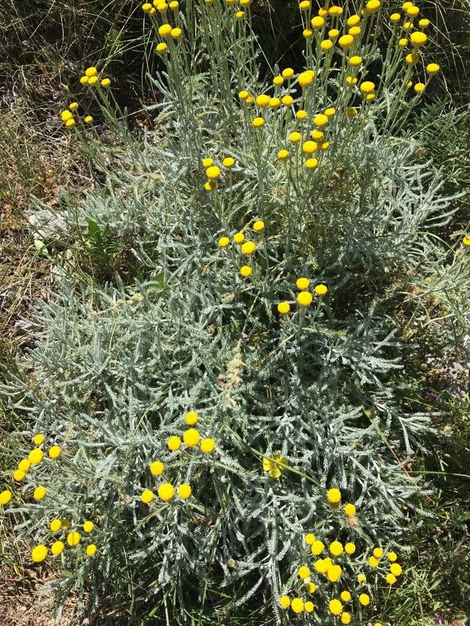 Santolina neapolitana other