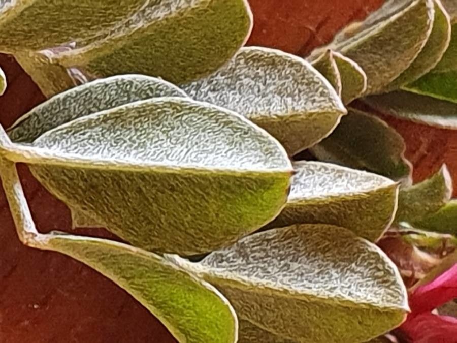 Indigofera schimperi leaf