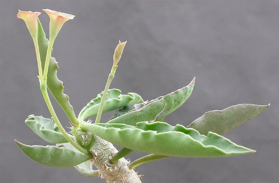 Euphorbia cap-saintemariensis — houseplant care guide