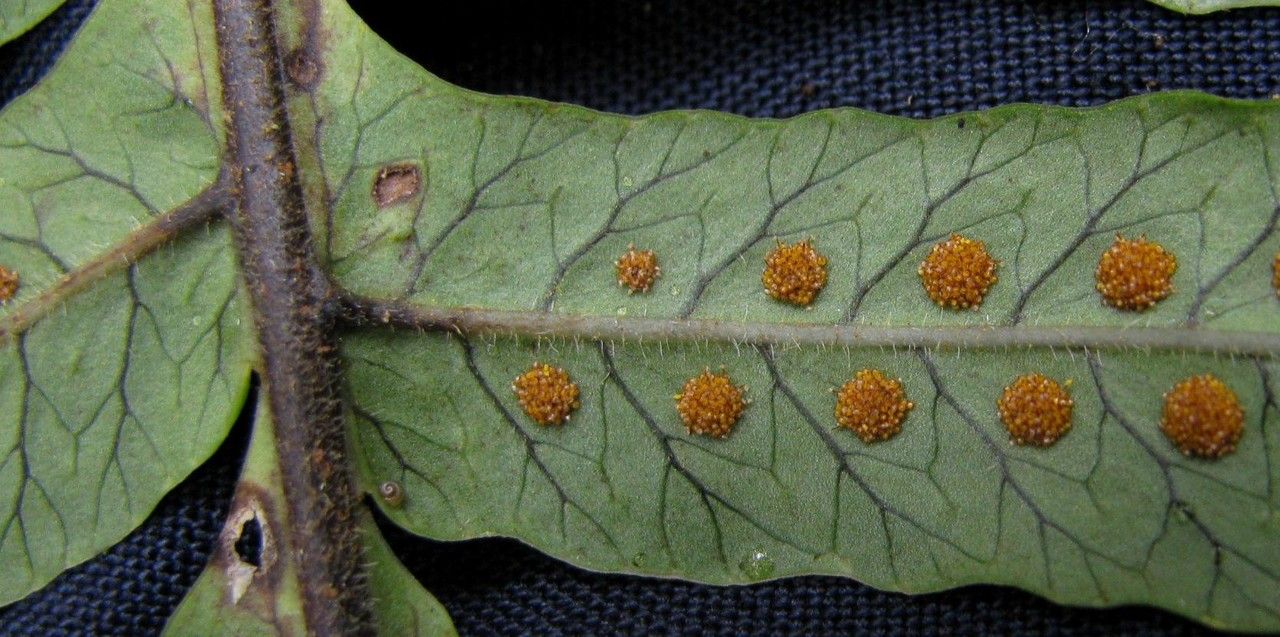 Serpocaulon falcaria leaf