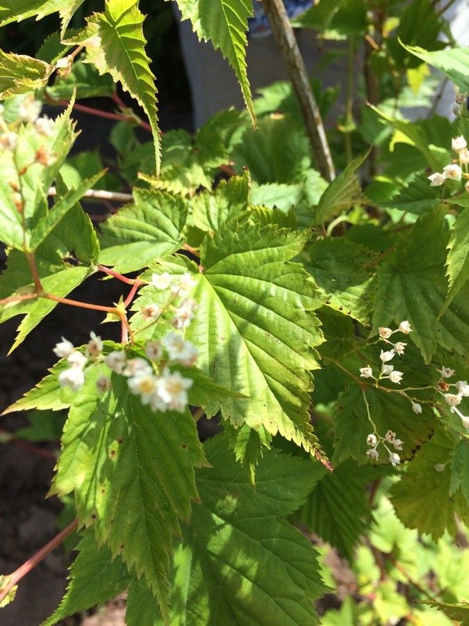 Stephanandra tanakae flower