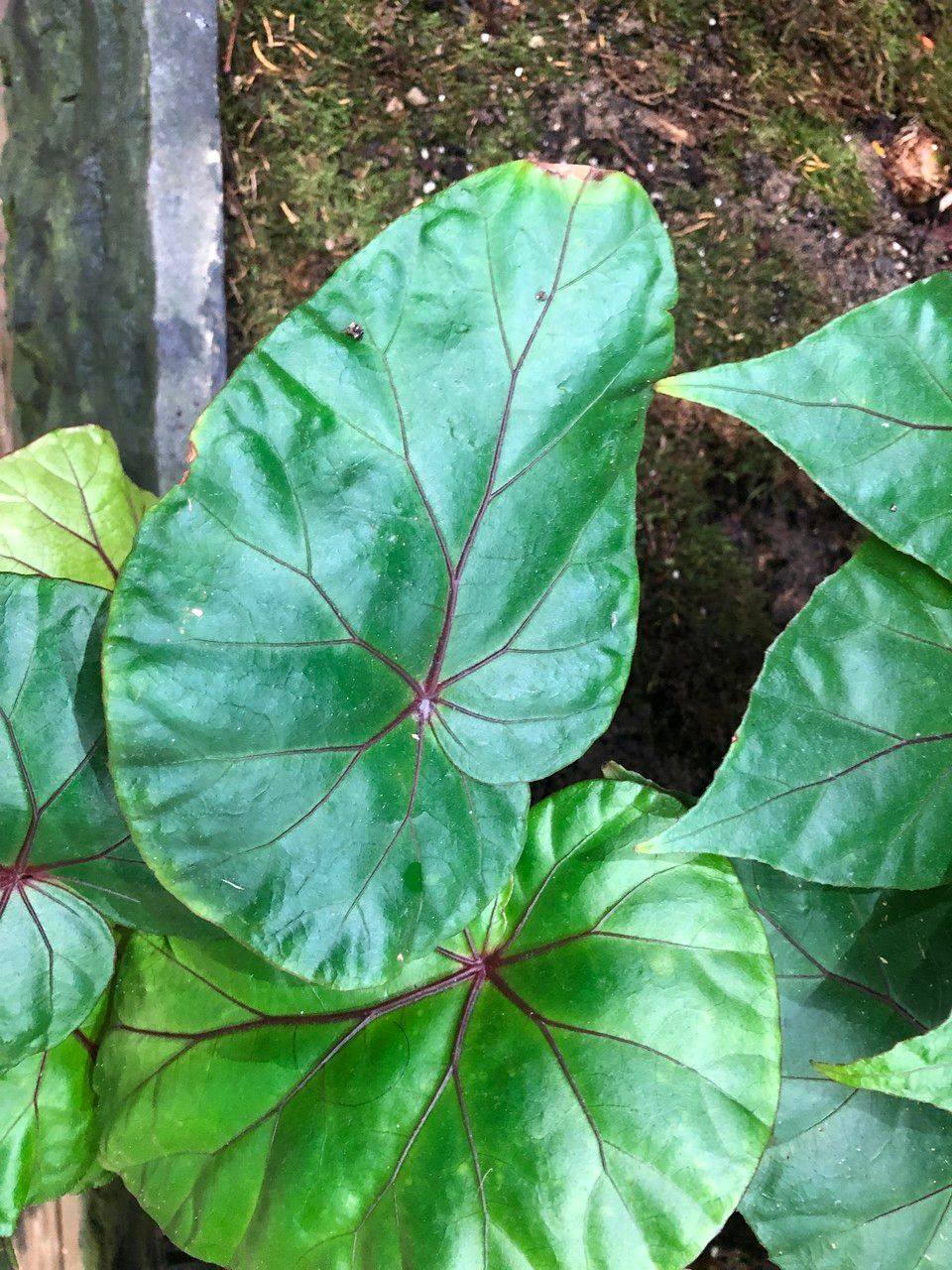 Begonia handelii leaf