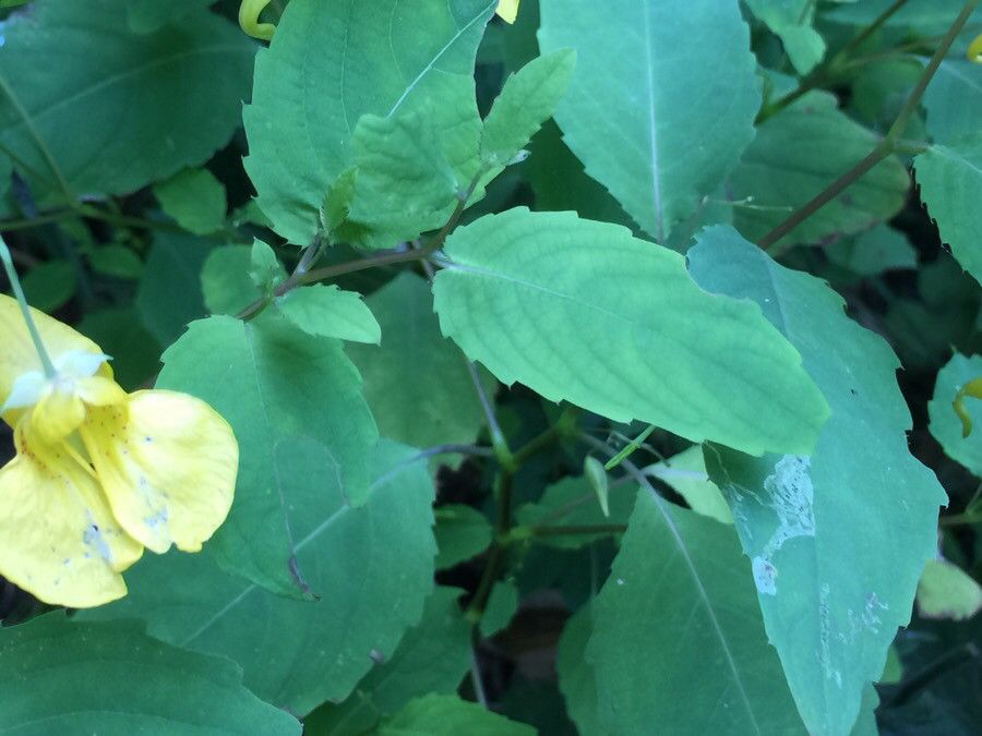 Impatiens noli-tangere