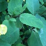 Impatiens noli-tangere