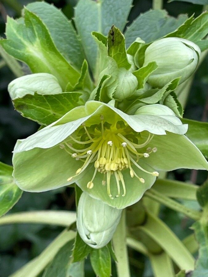Helleborus argutifolius flower