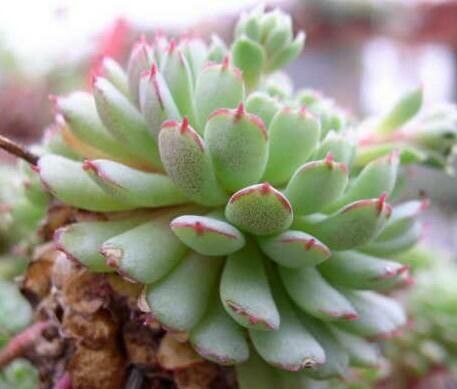 Echeveria globulosa habit