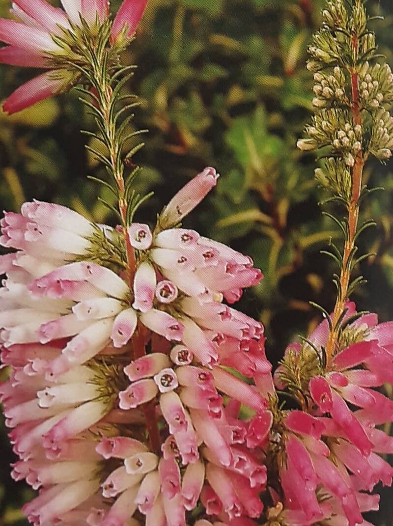 Erica perspicua — houseplant care guide