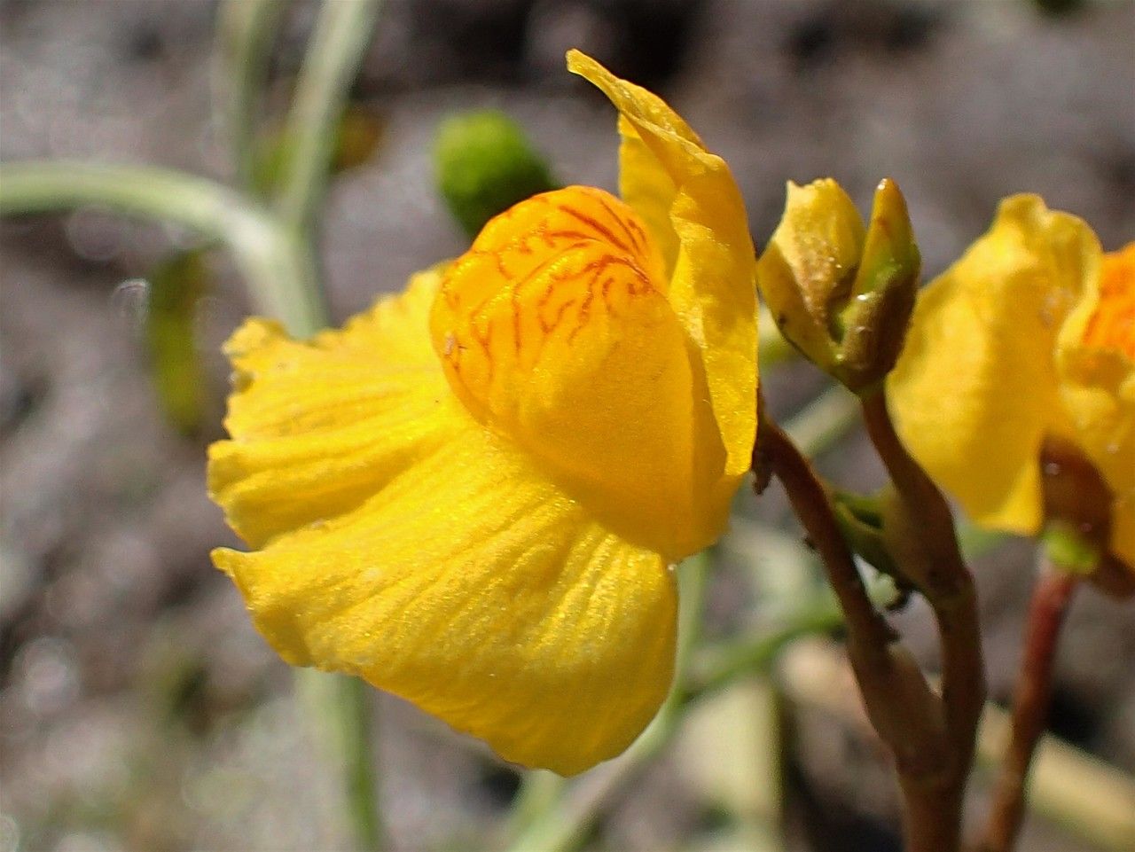Utricularia australis flower