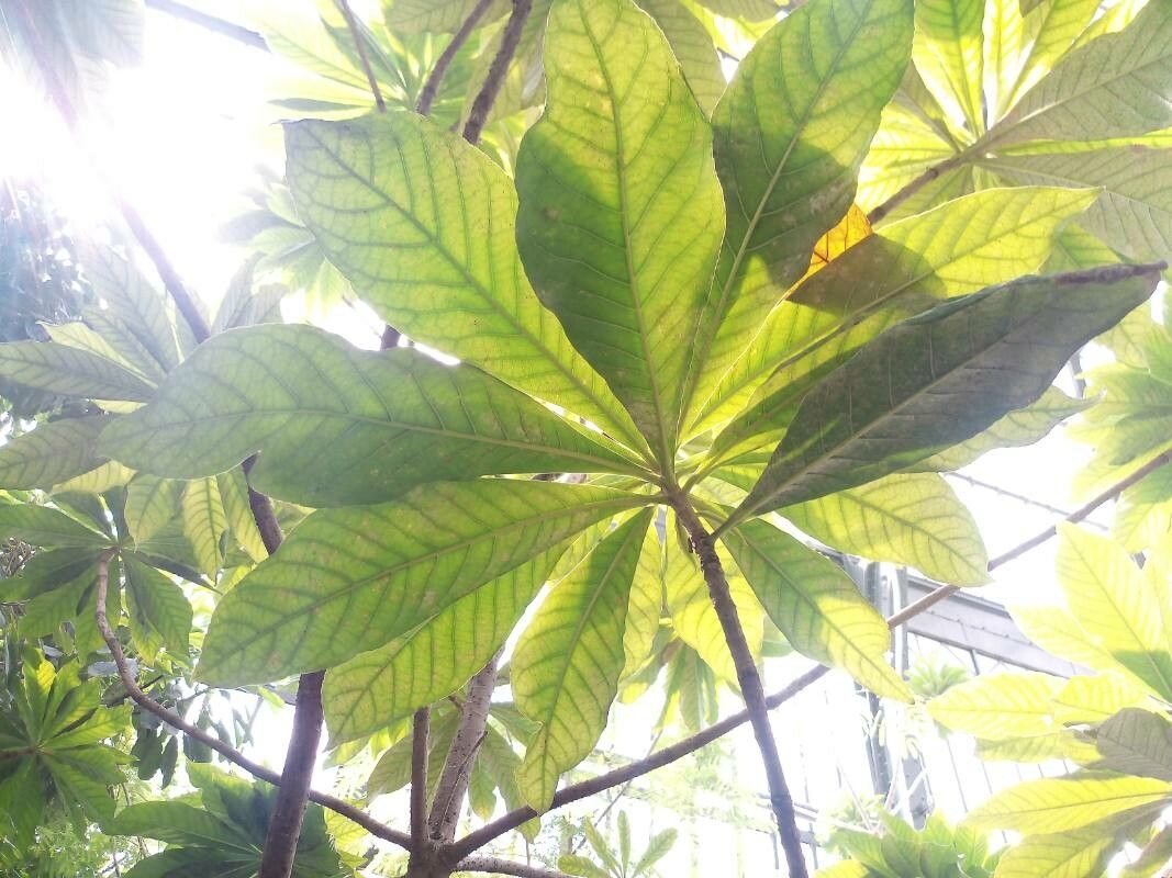 Barringtonia neocaledonica — houseplant care guide