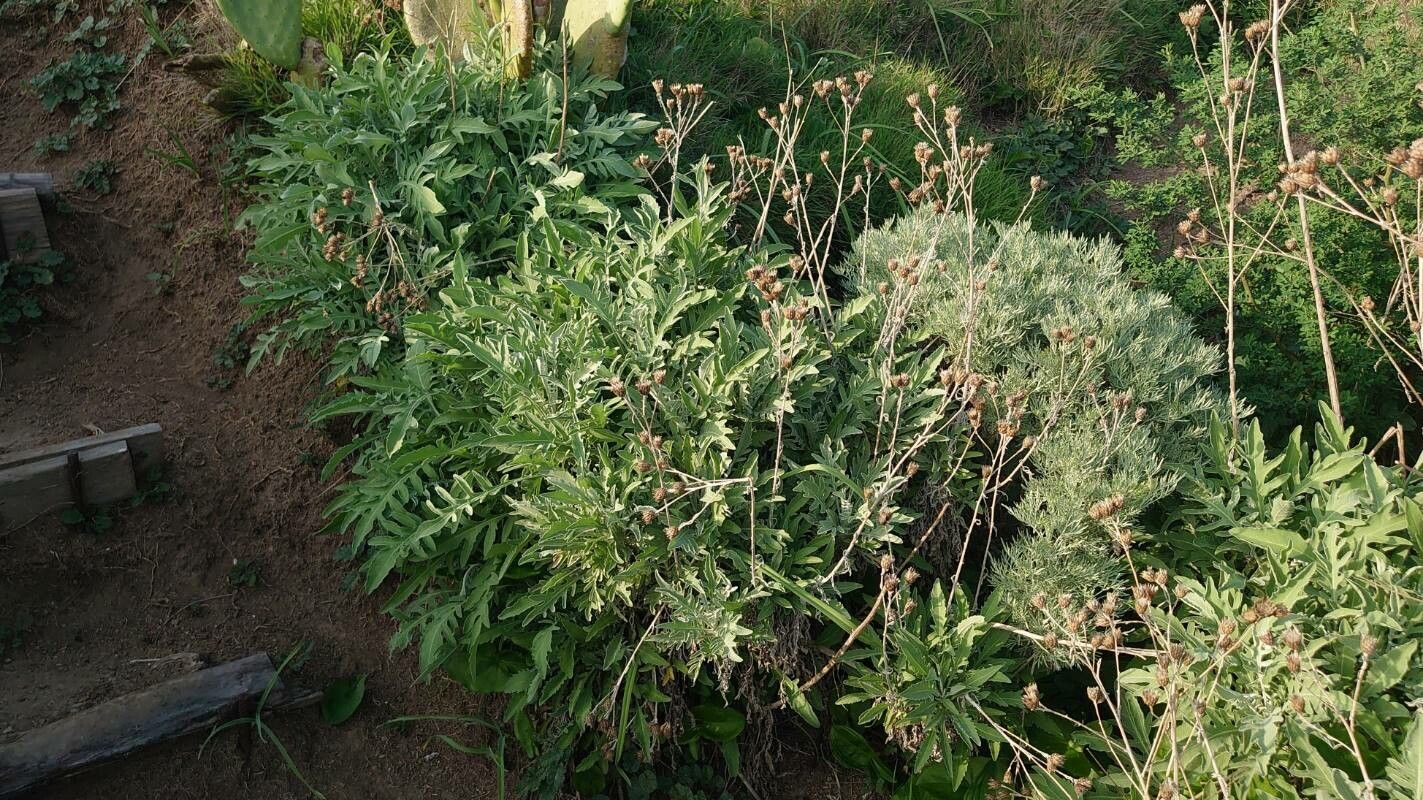Centaurea aeolica habit