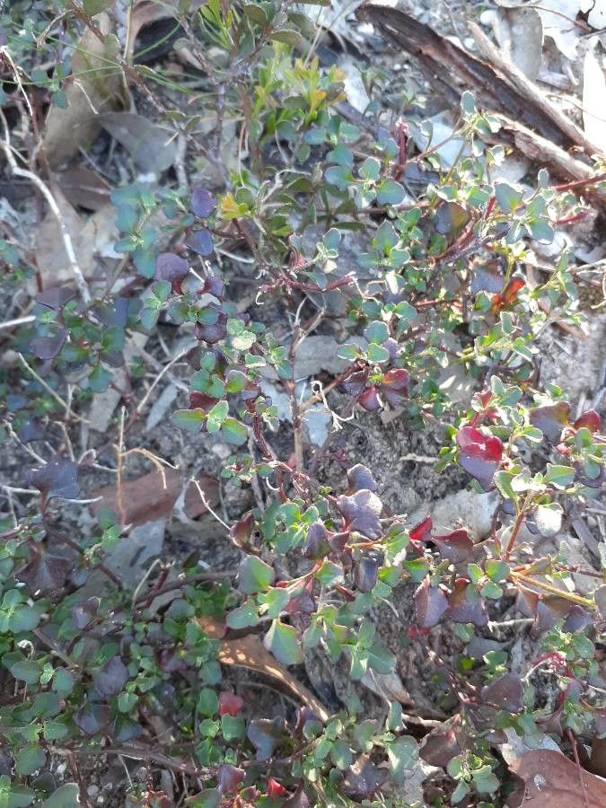 Chenopodium robertianum — search result for 'Chenopodium'