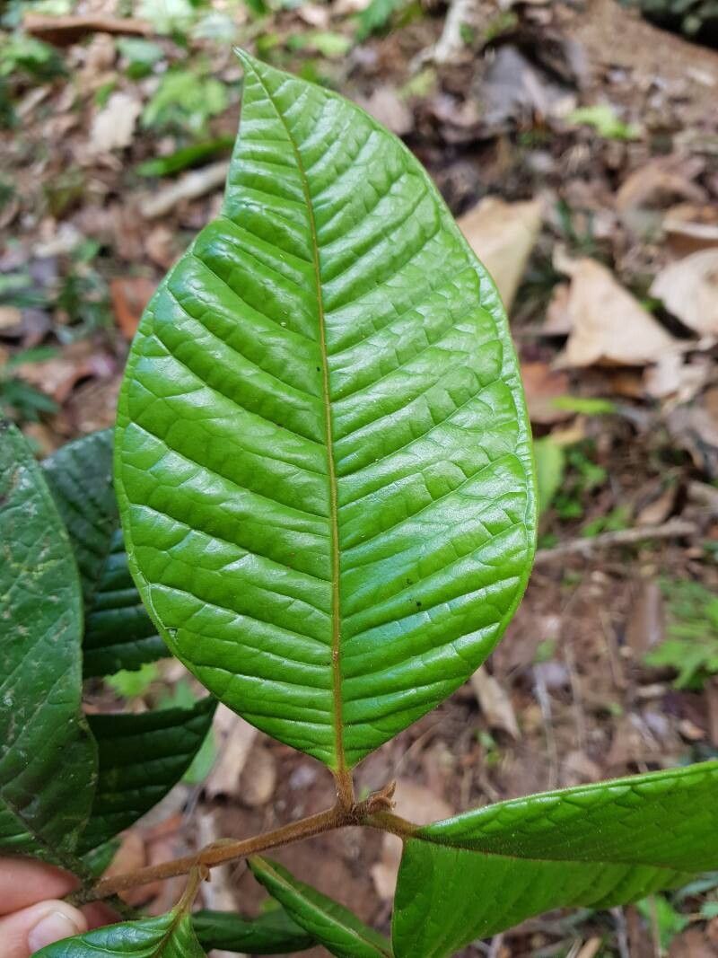 Myrcia riverae — houseplant care guide