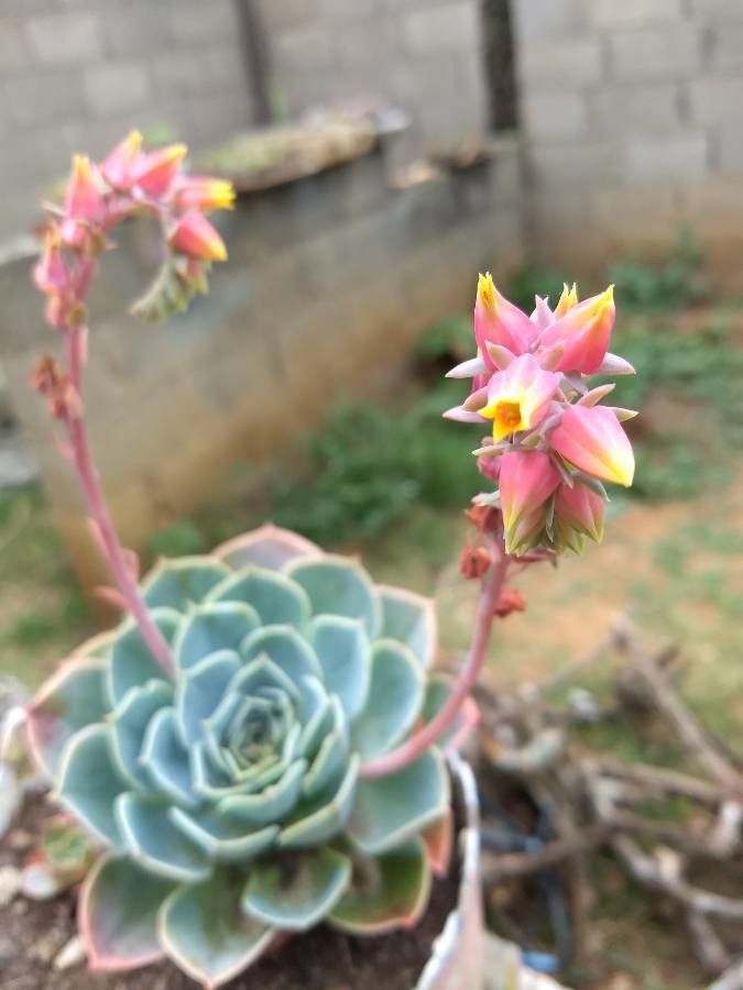 Echeveria secunda flower