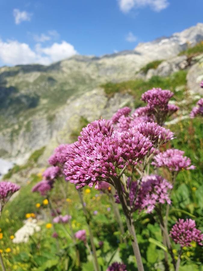 Adenostyles alpina flower