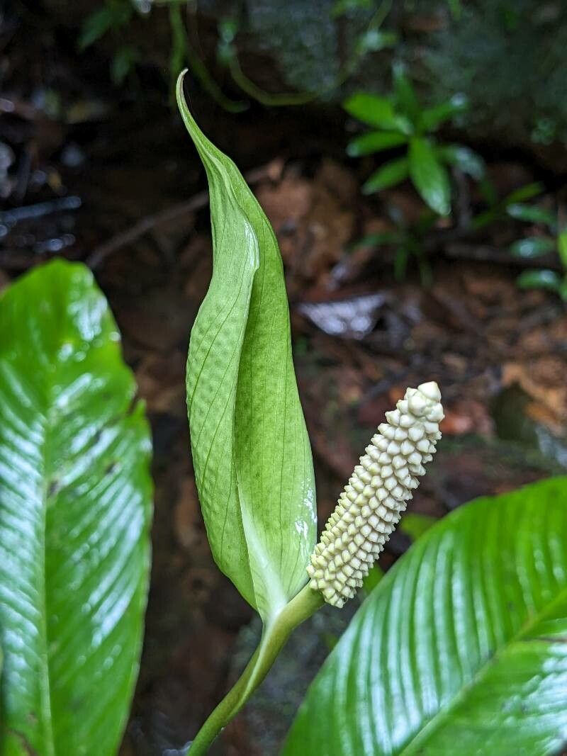 Spathiphyllum humboldtii — houseplant care guide