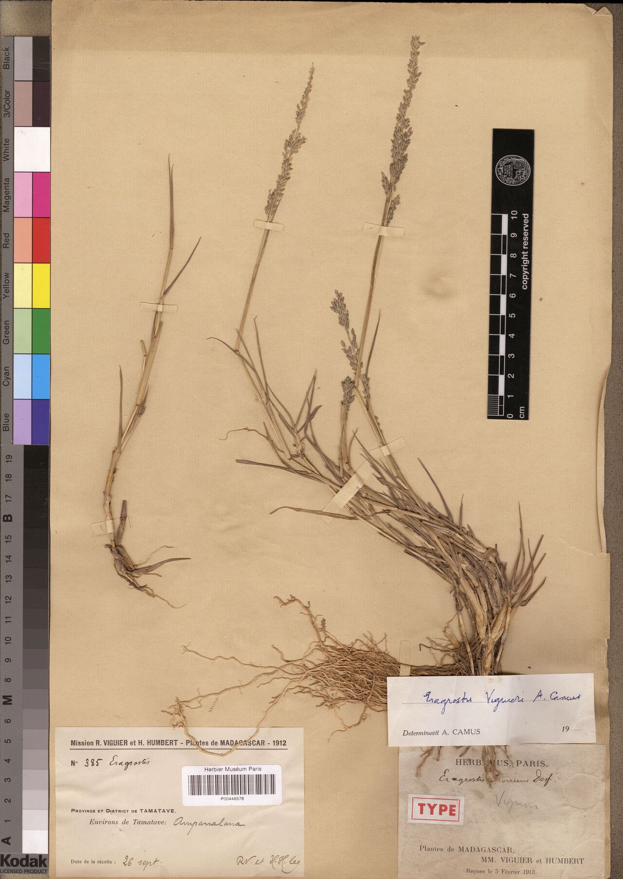 Eragrostis viguieri — search result for 'Eragrostis'
