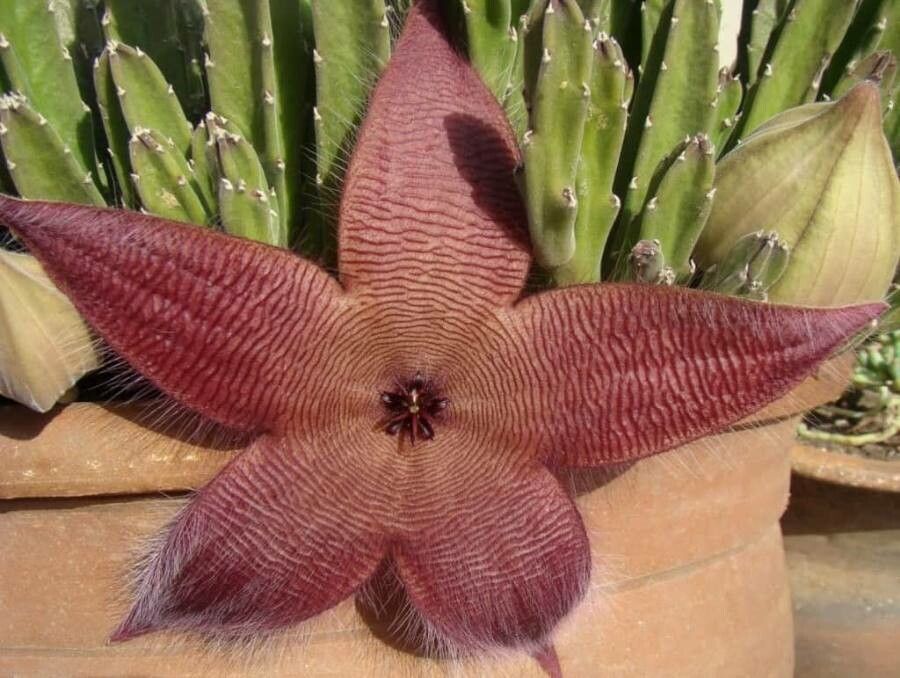 Stapelia hirsuta flower