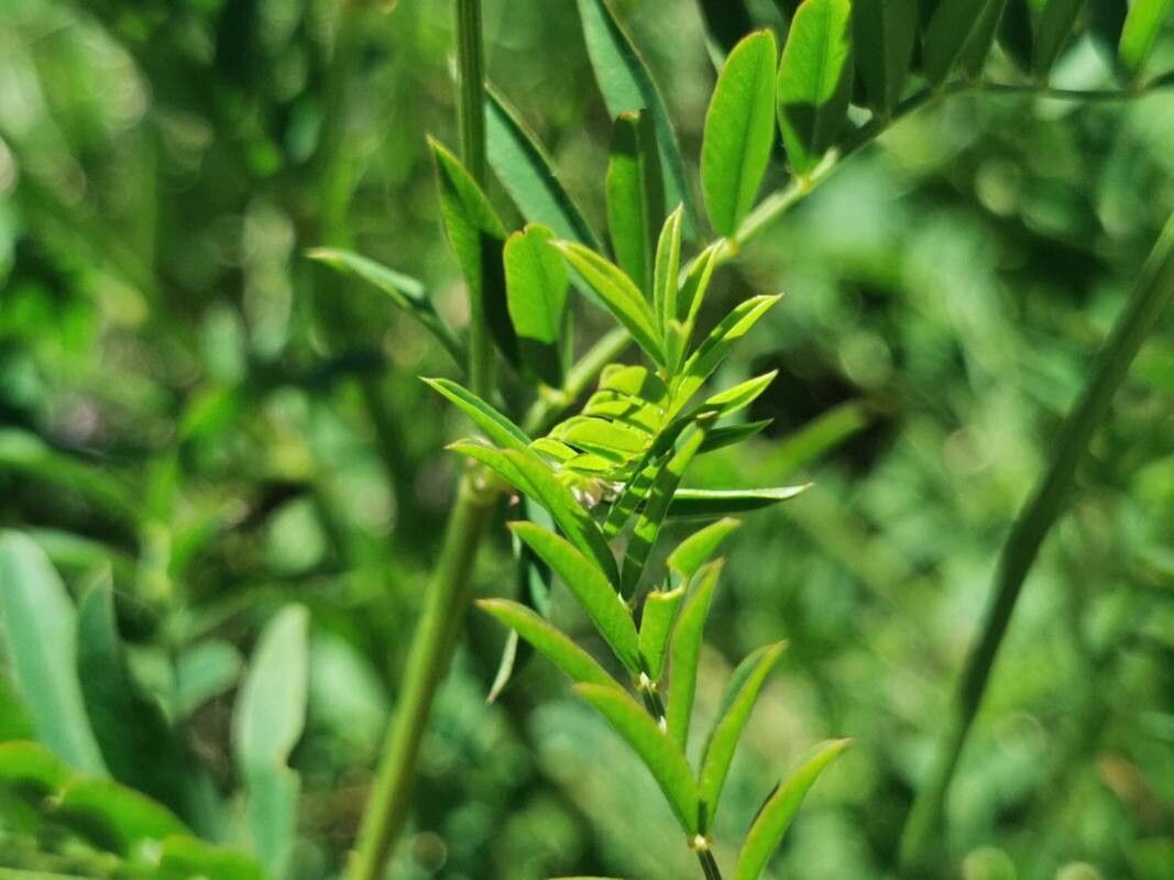 Astragalus glaux — search result for 'Astragalus'