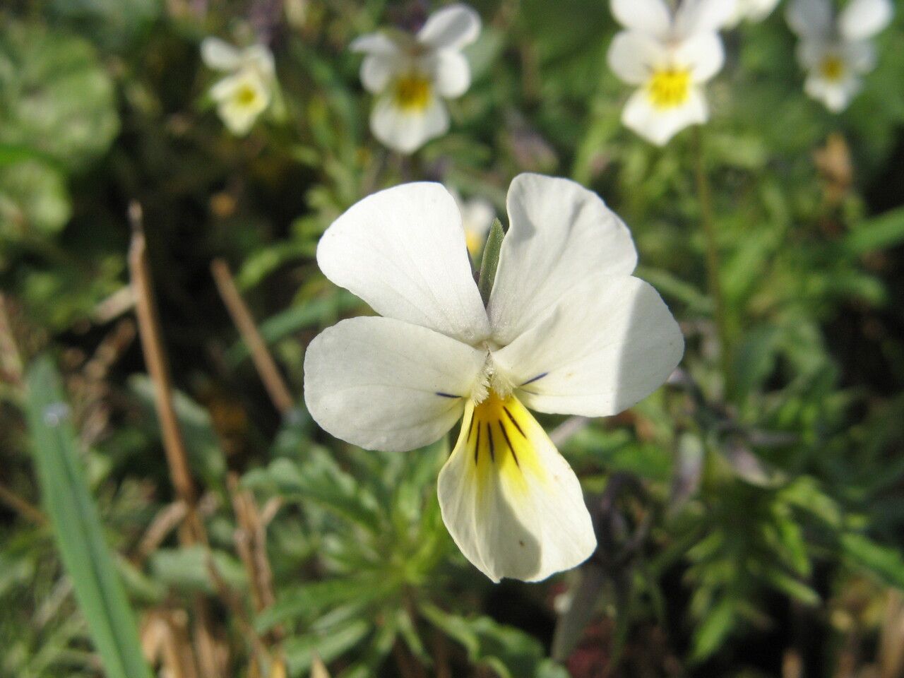 Viola arvensis flower