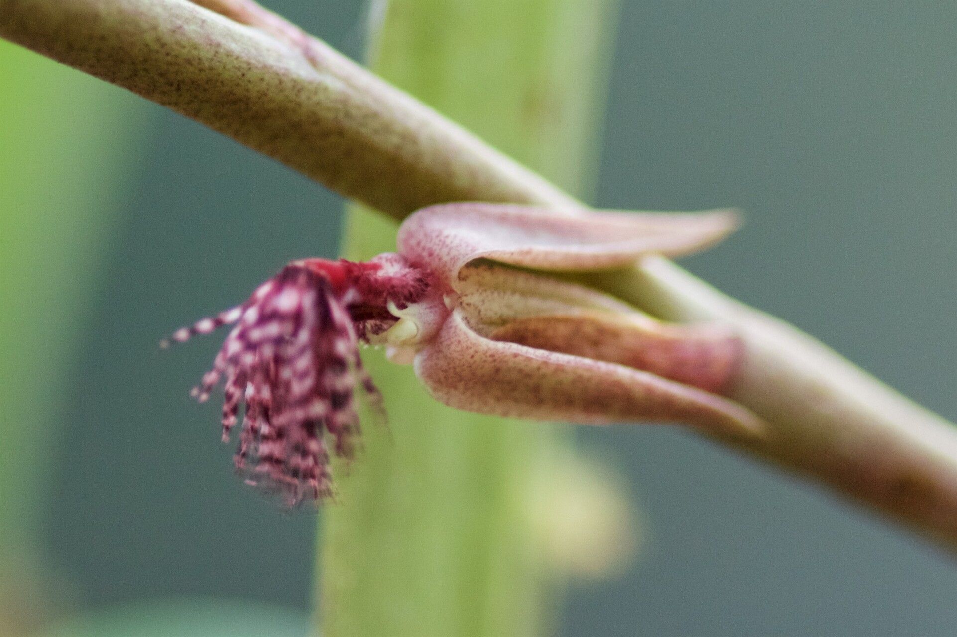 Bulbophyllum mirificum — houseplant care guide