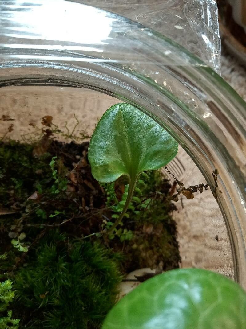 Asarum virginicum habit