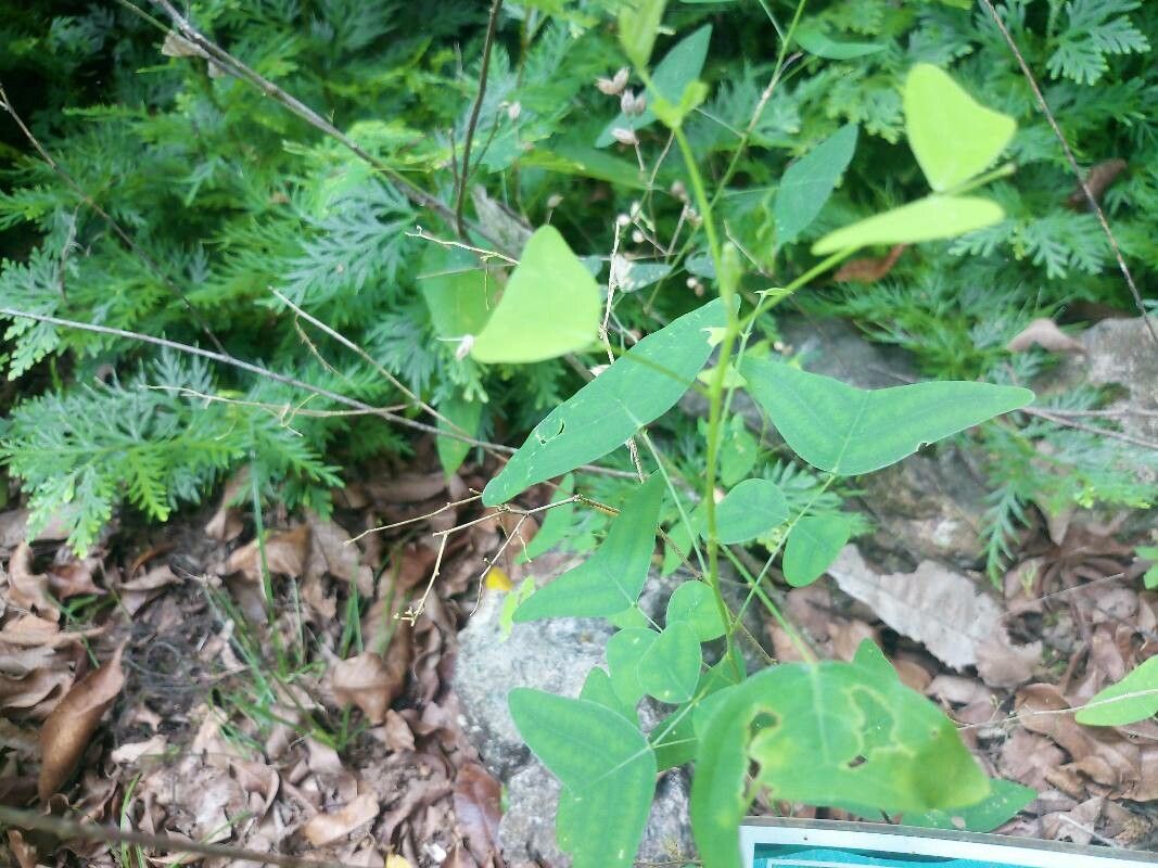 Christia vespertilionis — related species from the same genus