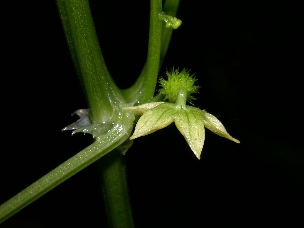Cyclanthera multifoliola flower