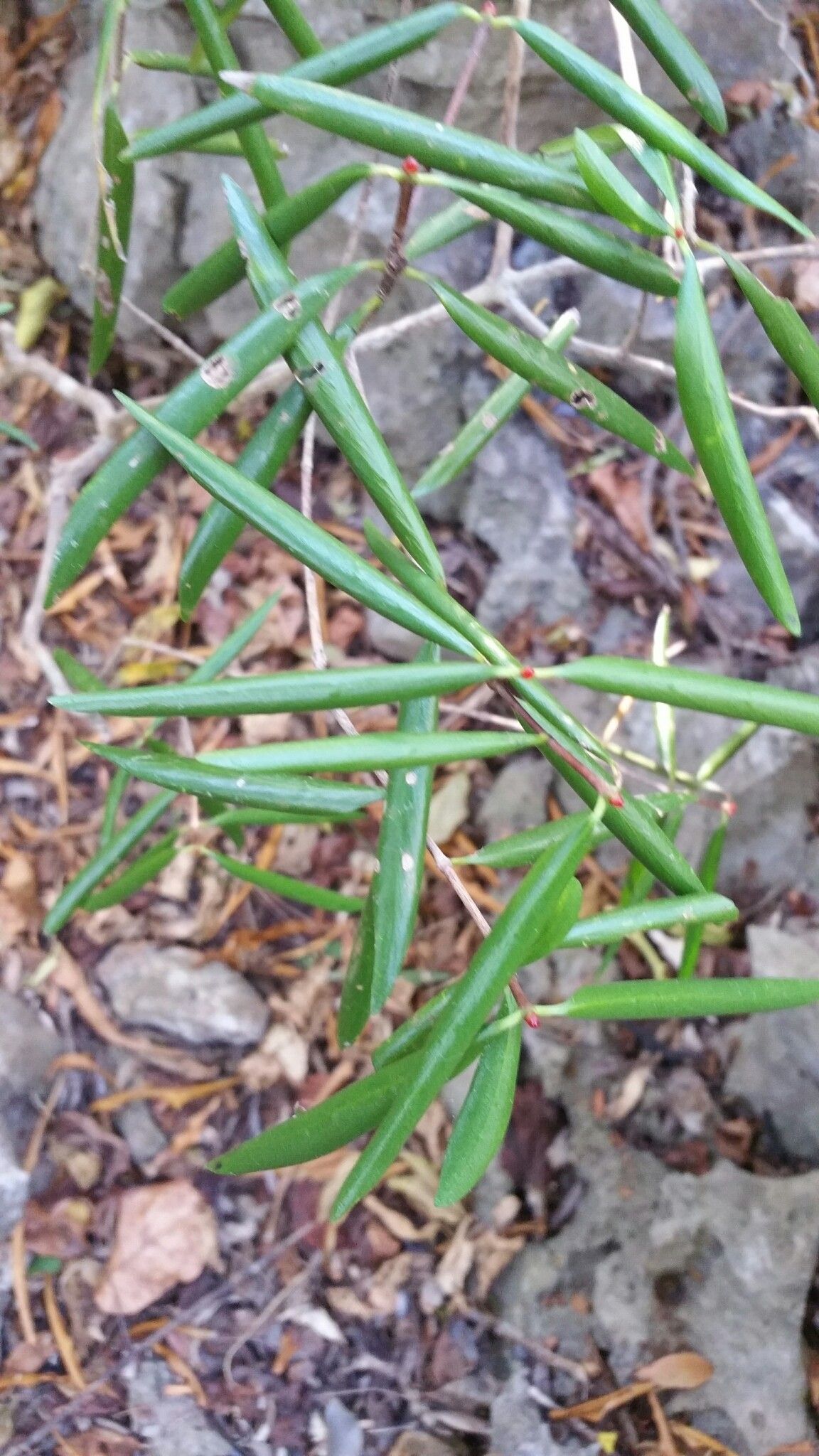 Coffea heimii — houseplant care guide