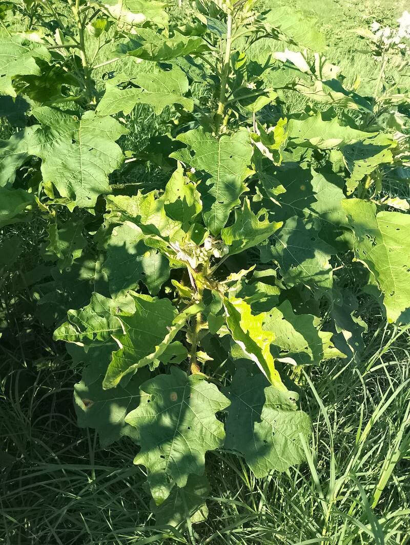 Solanum guaraniticum — houseplant care guide