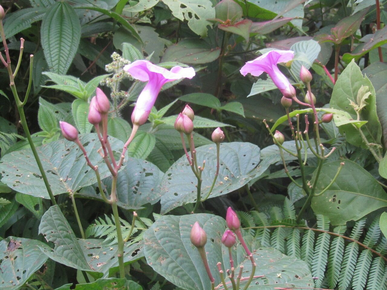 Ipomoea philomega — search result for 'Ipomoea'