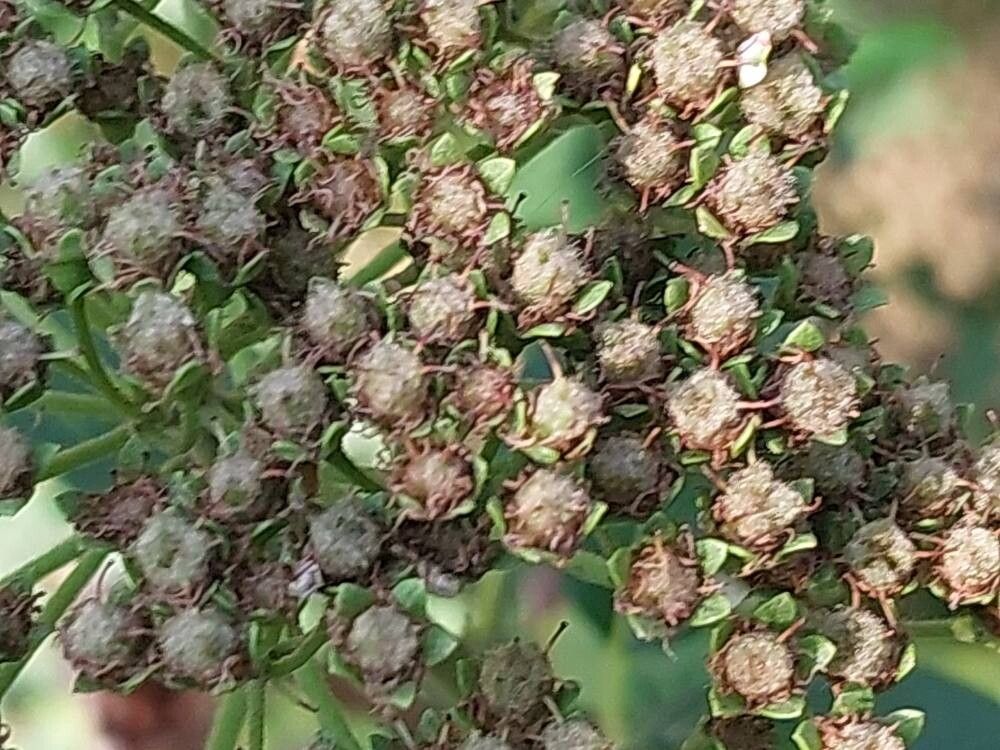 Spiraea canescens fruit