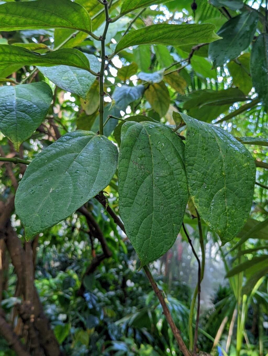Aristolochia tricaudata — search result for 'Aristolochiaceae'