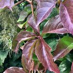 Parthenocissus quinquefolia