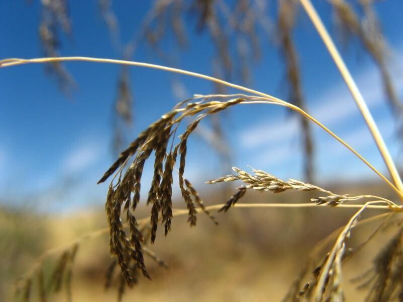 Eragrostis rotifer fruit