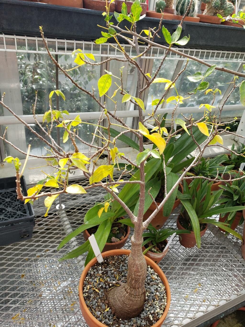 Jacaratia corumbensis habit