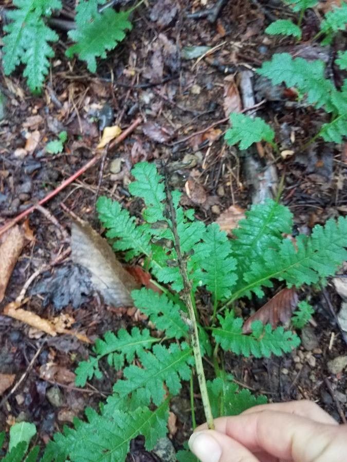 Pedicularis canadensis fruit