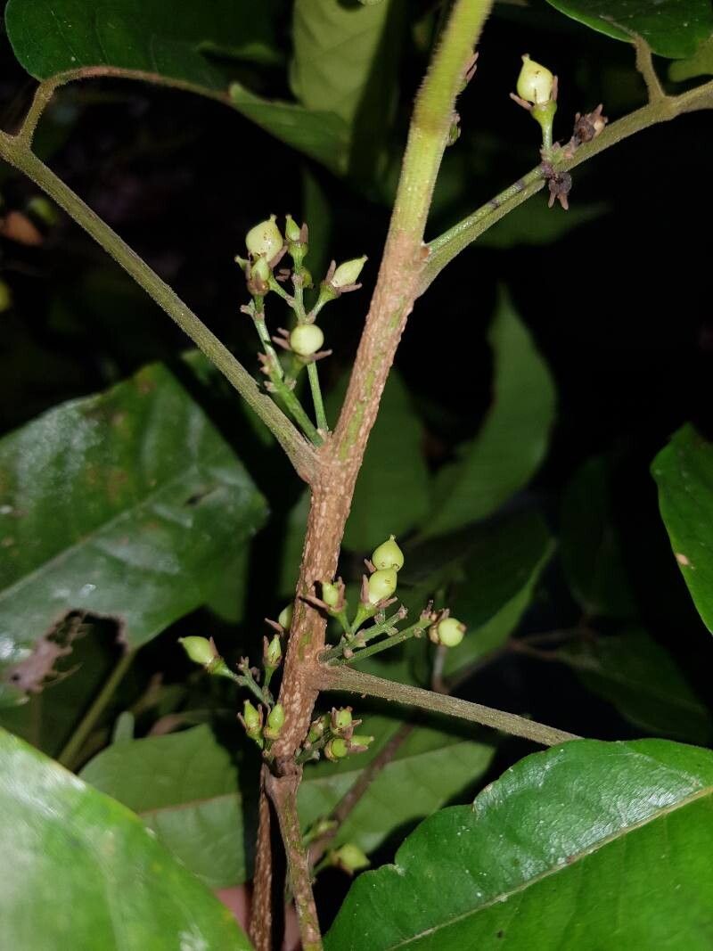 Protium aguilarii flower