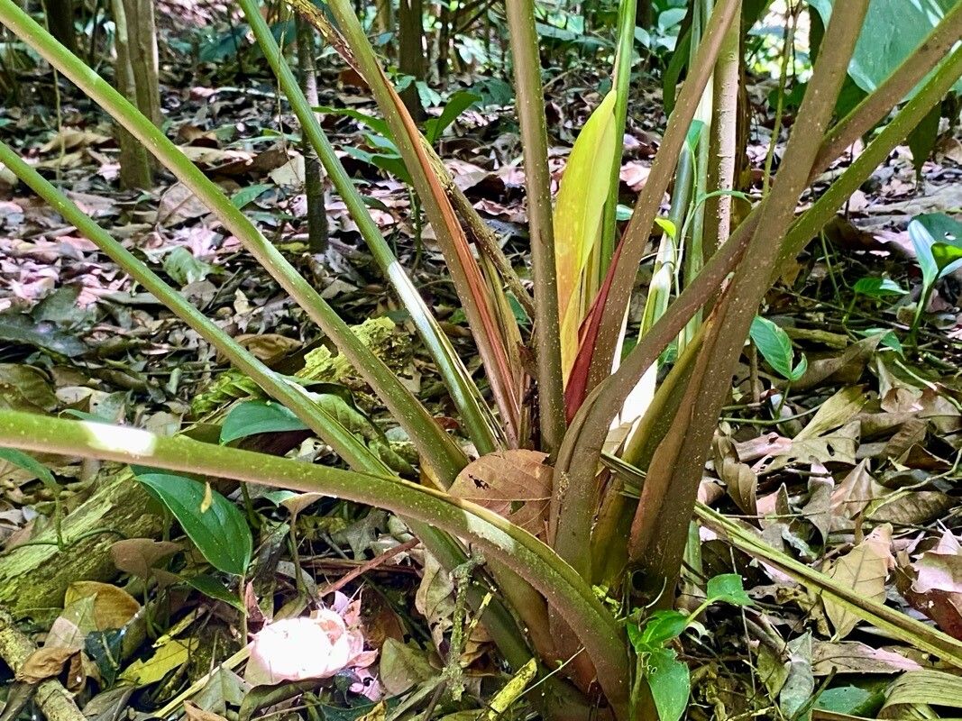 Adelonema wendlandii flower