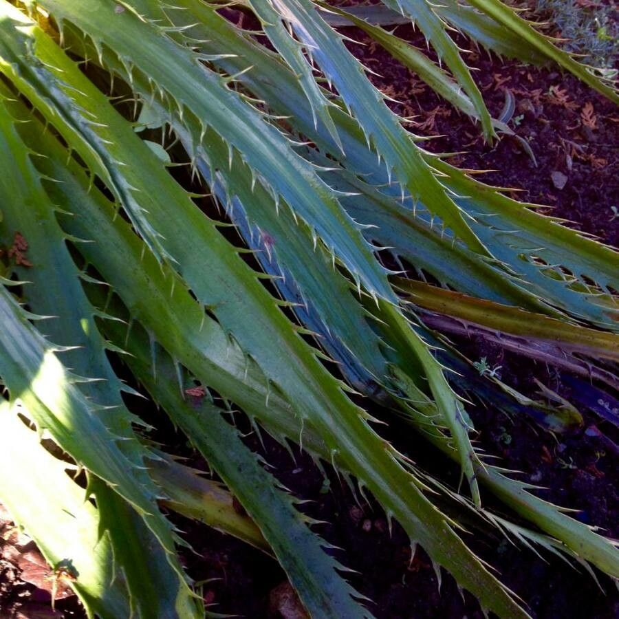 Eryngium agavifolium