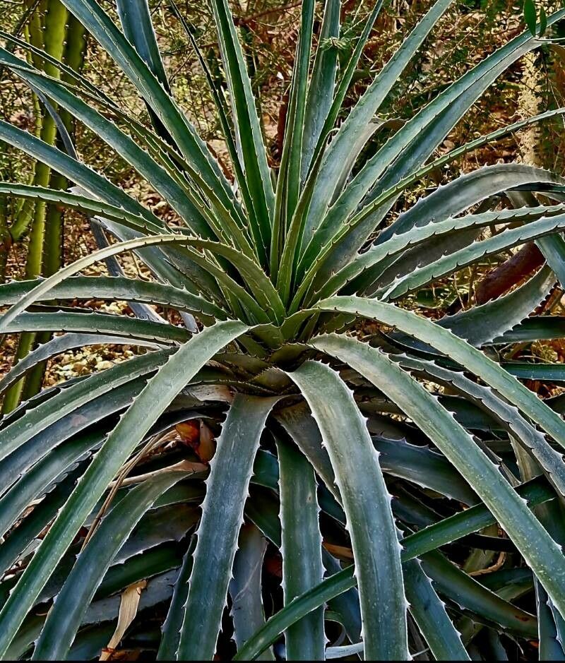 Puya glabrescens habit