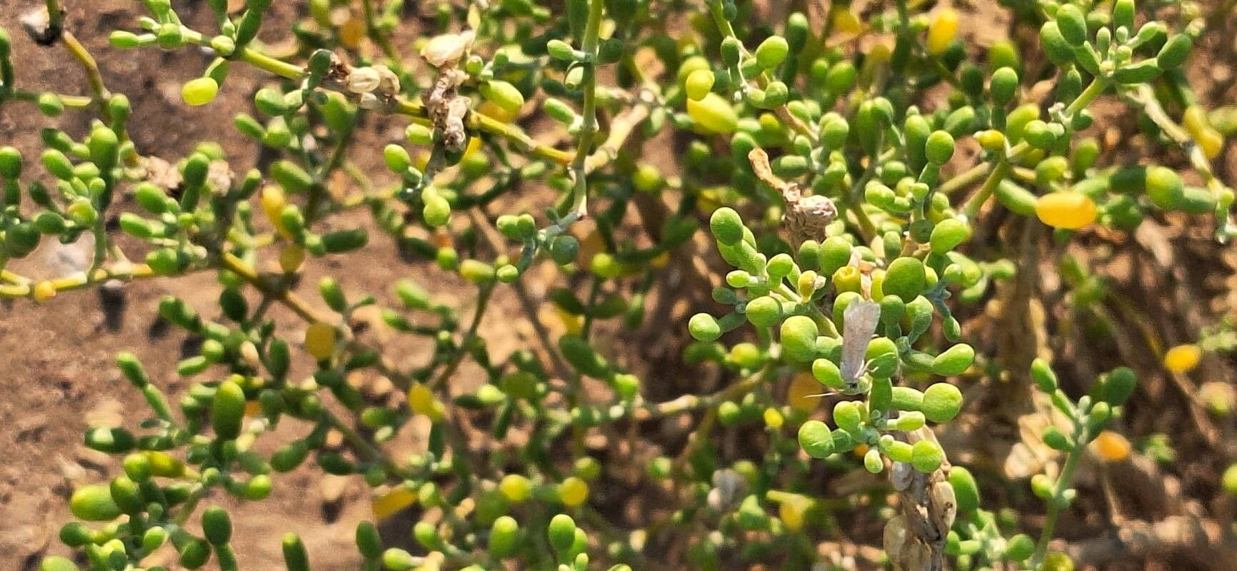 Zygophyllum qatarense — houseplant care guide