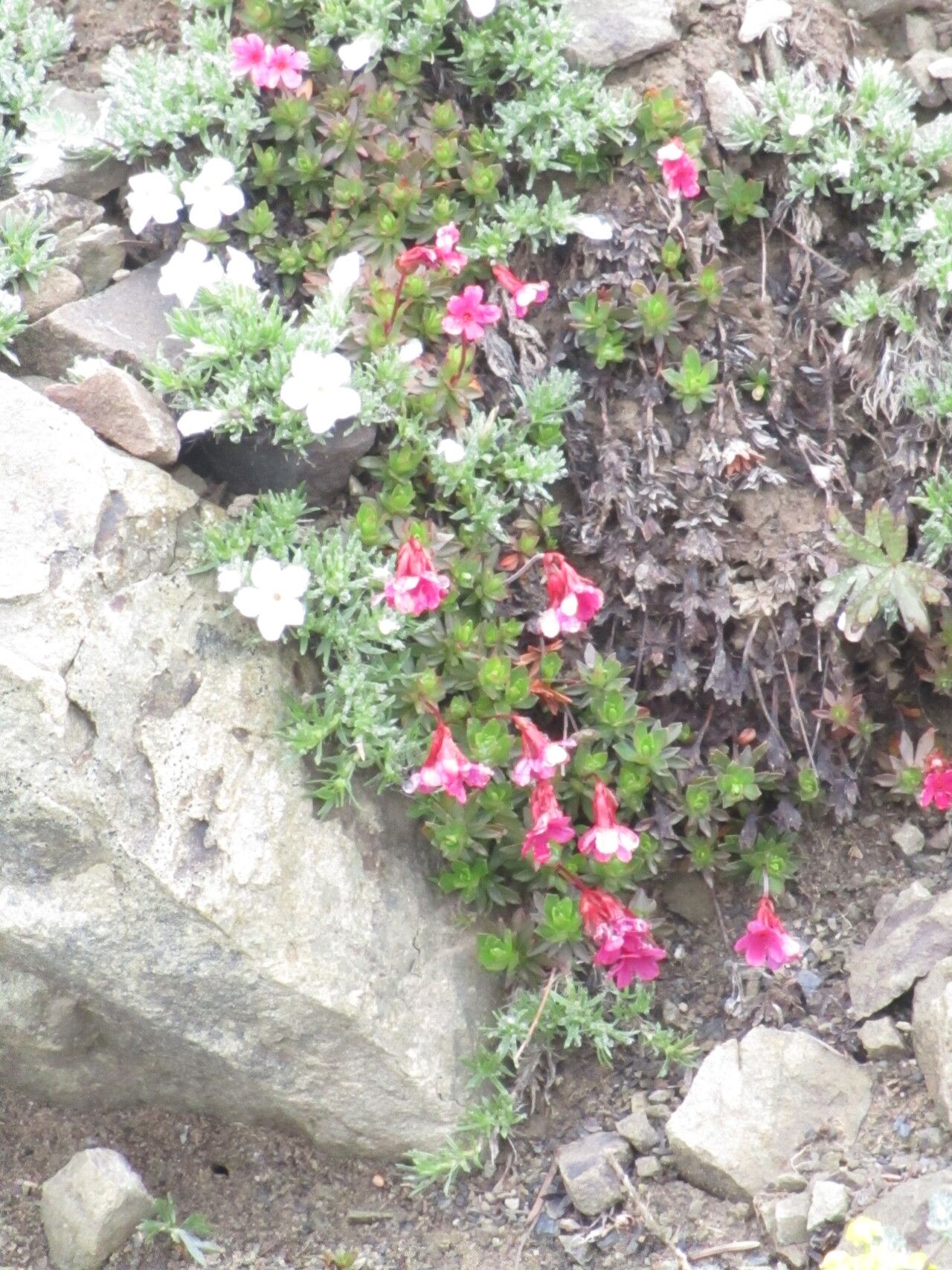 Androsace laevigata flower