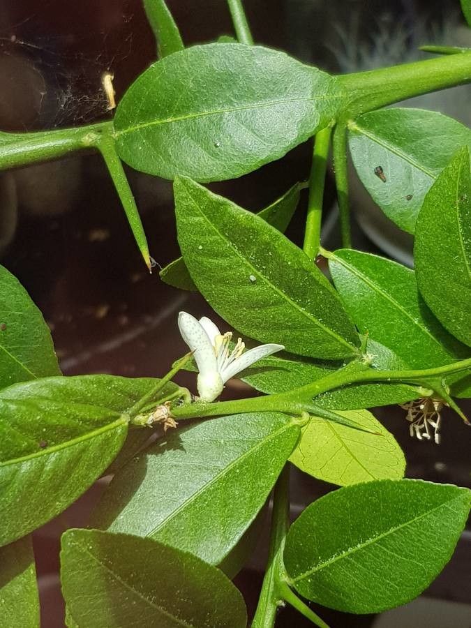 Citrus australasica flower