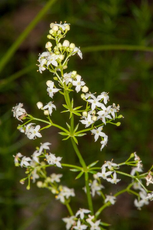 Galium lucidum flower