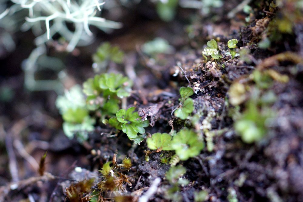 Hymenophyllum sibthorpioides habit