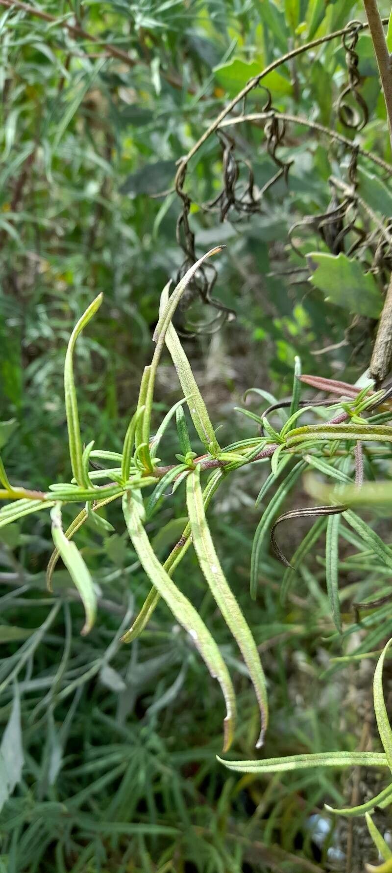 Aldama tukumanensis — houseplant care guide