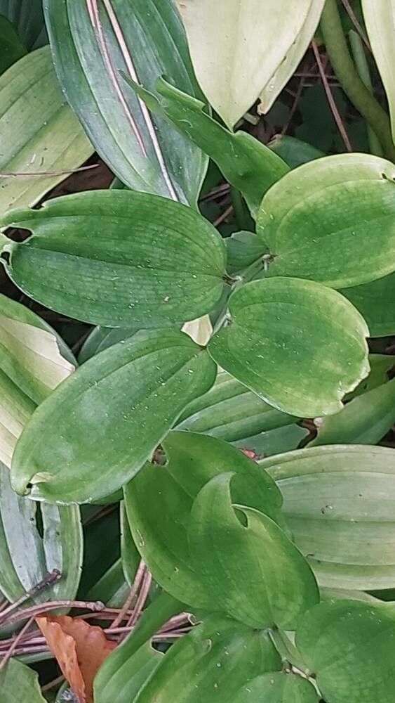 Arisaema nepenthoides leaf